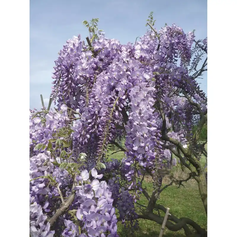 Glicine brachybotrys "Yokohama Fuji" 150/200 cm