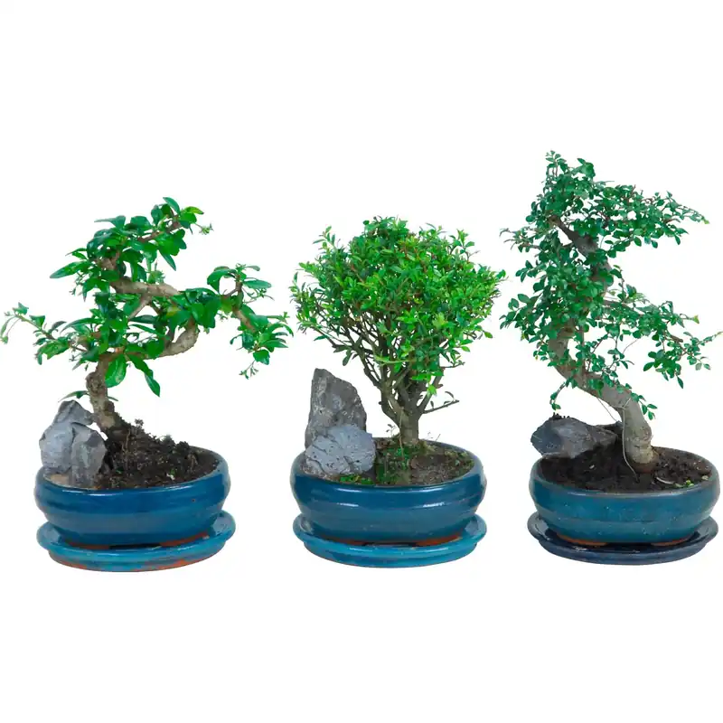 Bonsai con sottovaso Ø 16 cm