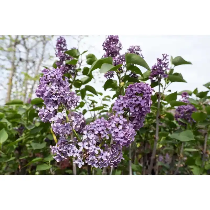 Syringa vulgaris - Lillà