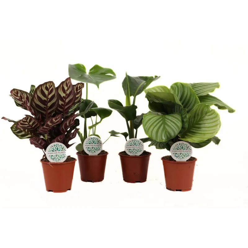 Piante Mix vaso 14 cm