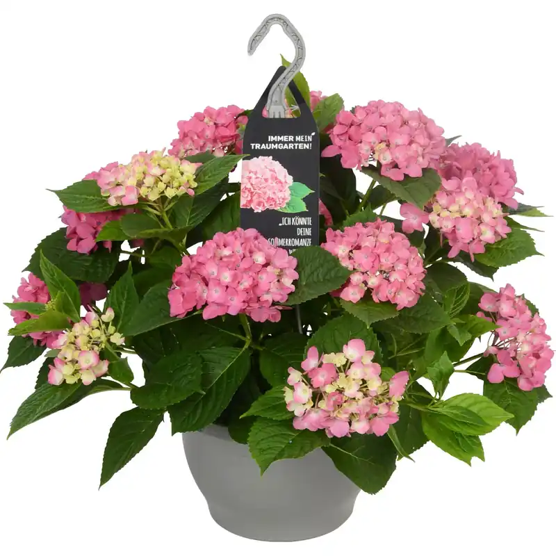 Ortensia pensili Dream Garden in vaso Ø 23 cm