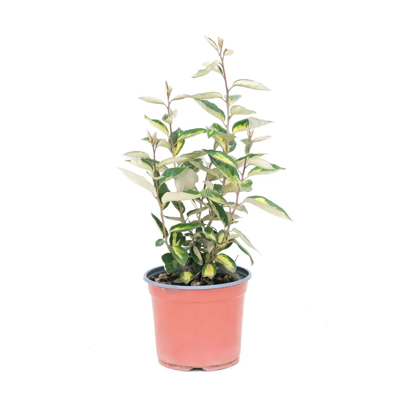 Salice oleoso sempreverde H45 cm Vaso 3L