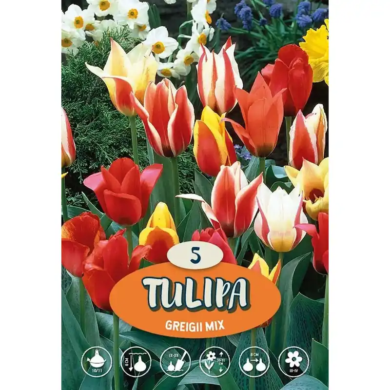 Tulipano Greigii Misto
