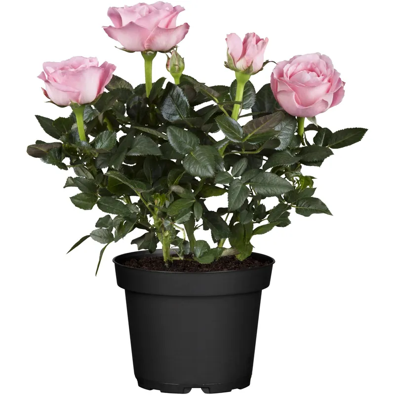 Rosa da camera H ca. 25 - 30 cm Rosa chiaro Ø vaso ca. 10,5 cm