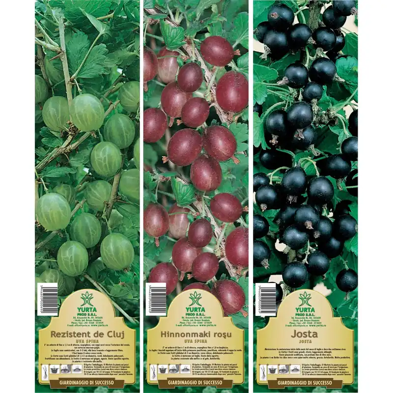 Arbusto da frutto uva spina in pack