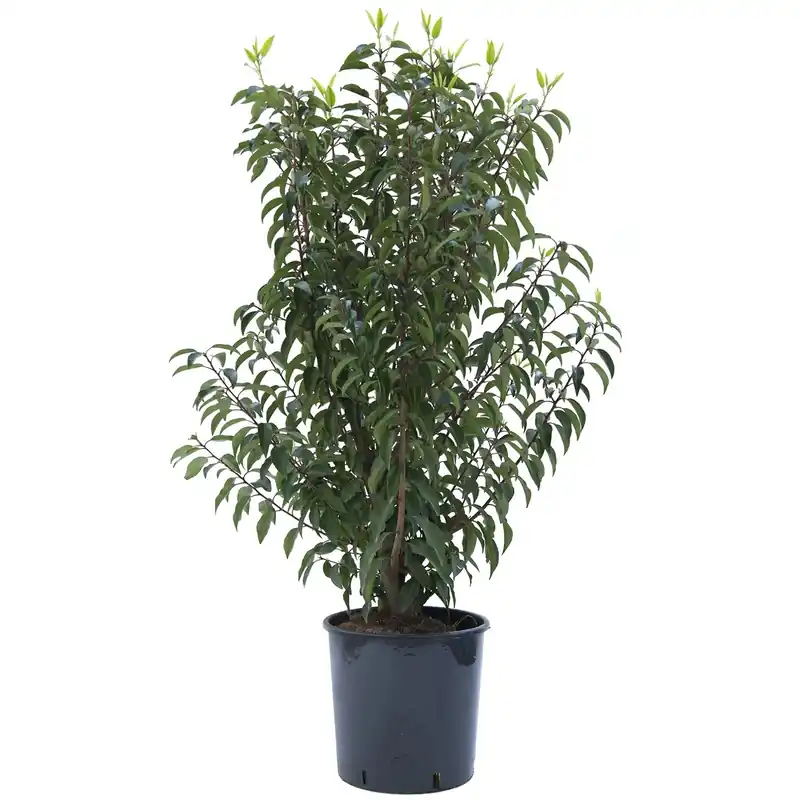 Lauro del Portogallo