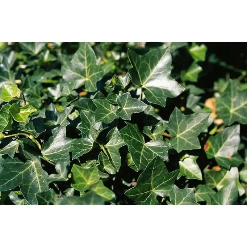 Hedera hibernica