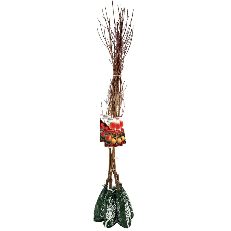 Pianta da frutto pesco in pack - 120 cm
