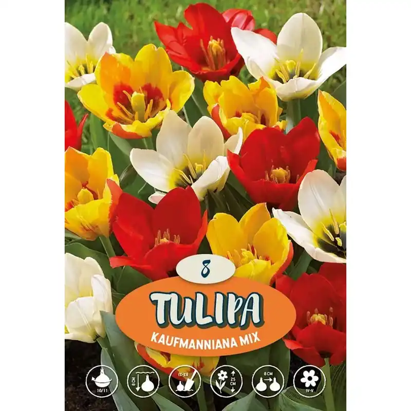 Tulipano Botanical Kaufmaniana Misto