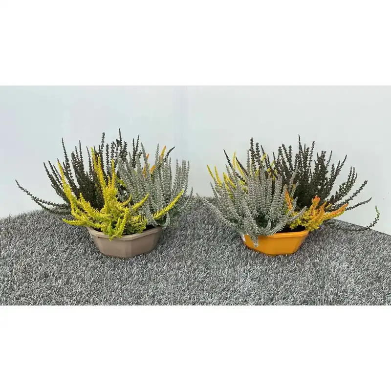 Calluna sunset trio scala mix vaso 16 cm