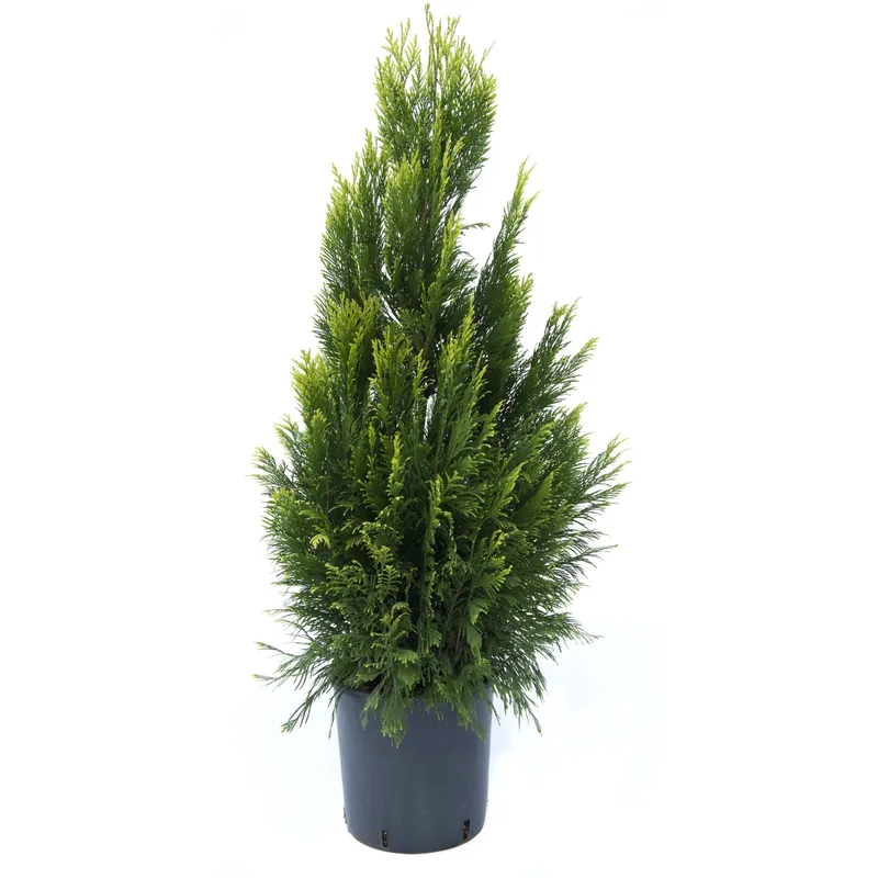 Thuja plicata Forever Goldy h 80/100 cm