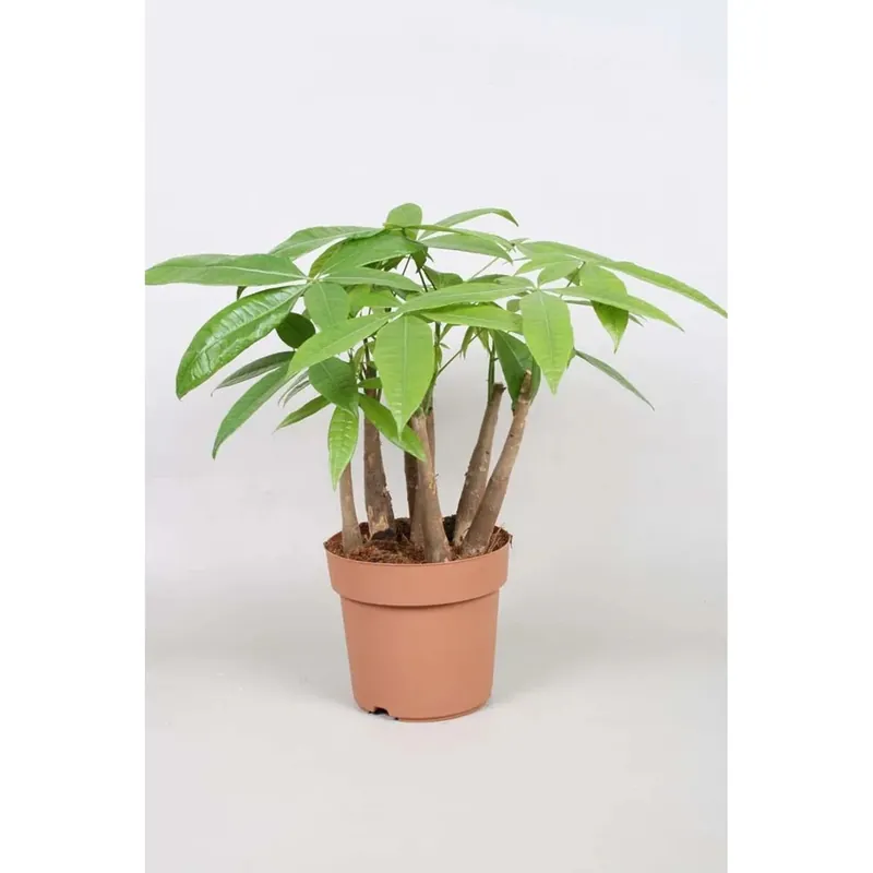 Pachira Aquatica In vaso 17 cm