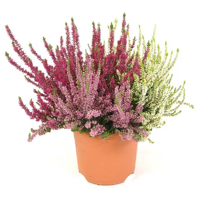 Erica Calluna vulgaris Beauty ladies Twins