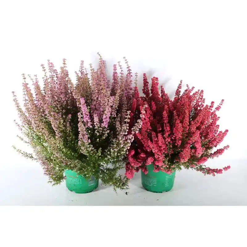 Erica Gracilis Beuty Queen XXL vaso Ø cm 17