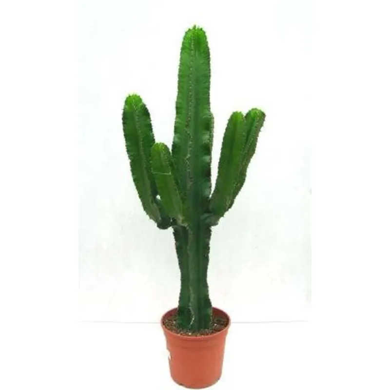 Euphorbia vaso Ø 24 cm