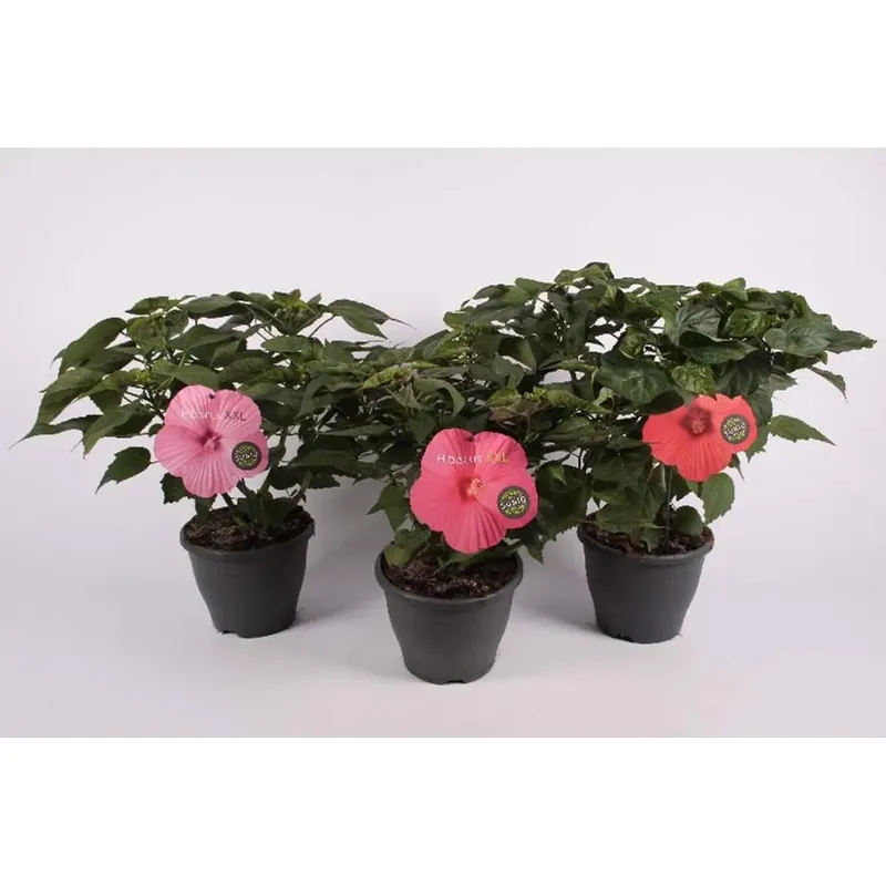 Hibiscus Moscheutos Extreme mix vaso 23 cm
