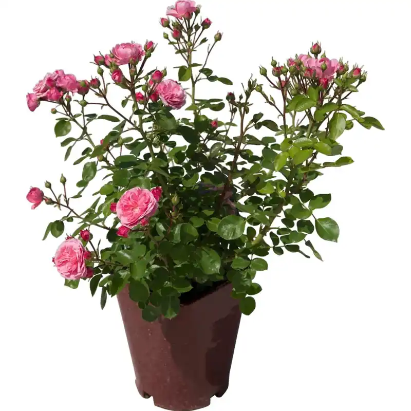 Rosa a cono di diversi colori