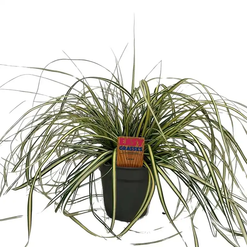Carex oshimensis Evergold vaso 13 cm