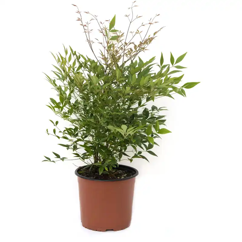 Nandina 30/40 cm
