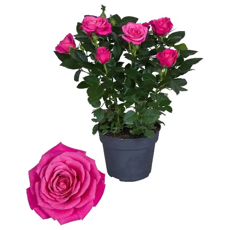 Rosa fiore grande vaso 13 cm