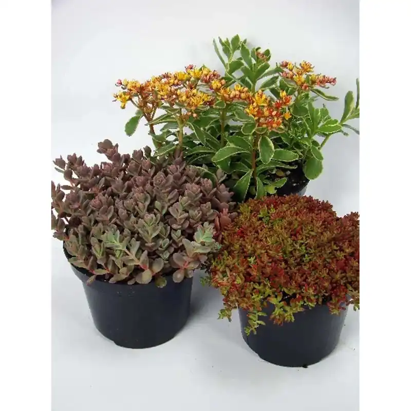 Sempervivum mix vaso 14 cm