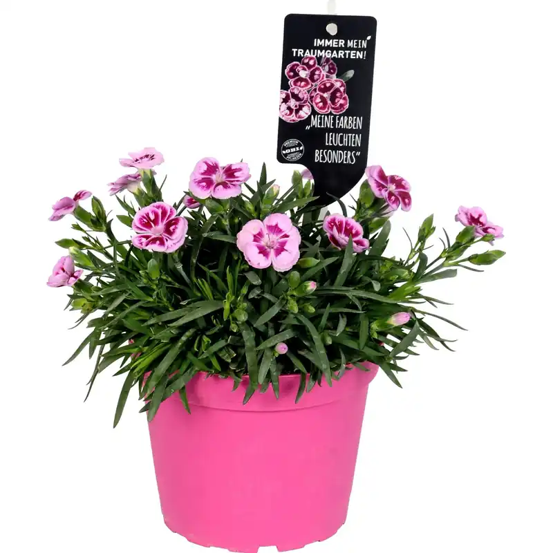 Garofano dei poeti Doublelicious Charmy Dianthus roseo vaso Ø 20 cm