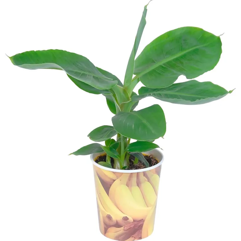Musa Tropicana vaso Ø 12 cm