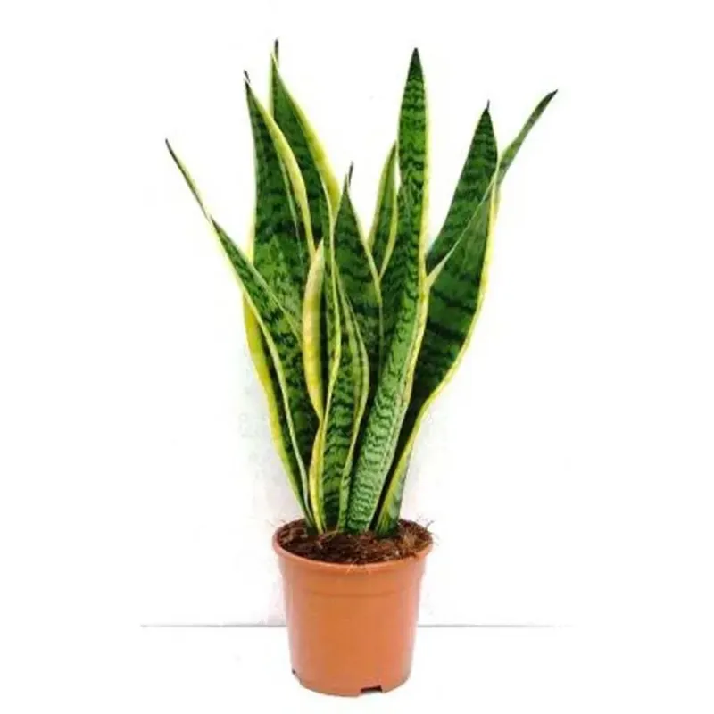 Sanseveria vaso 12 cm