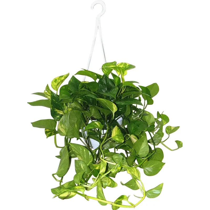 Pothos basket