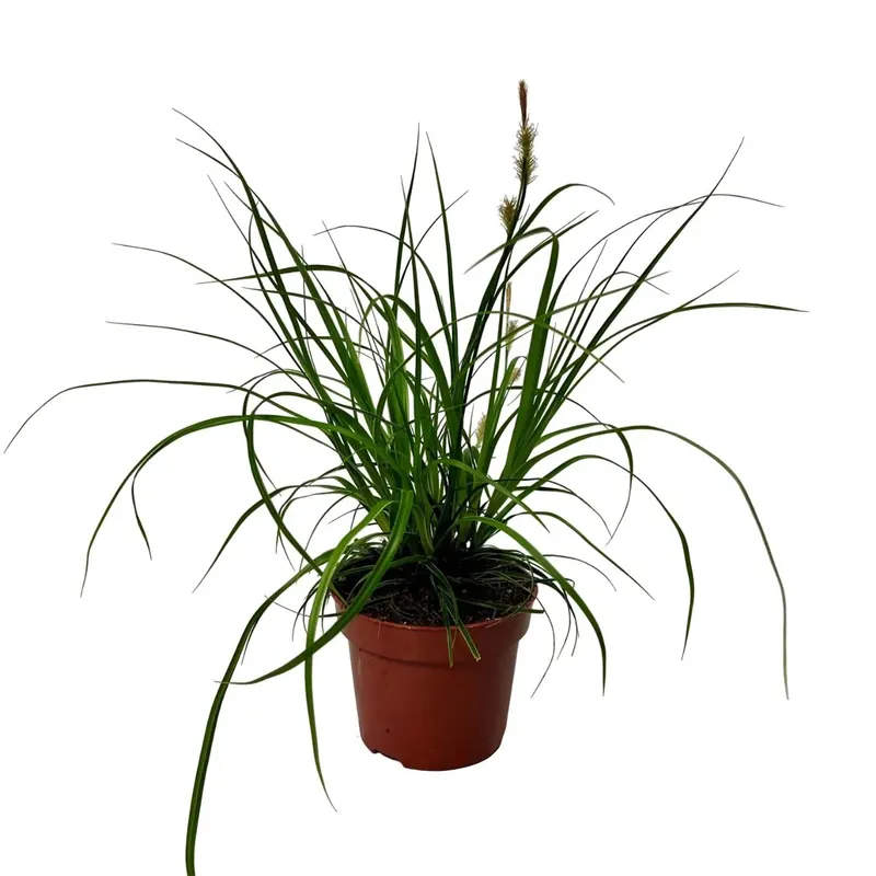 Carex Fishers Form vaso Ø 12 cm