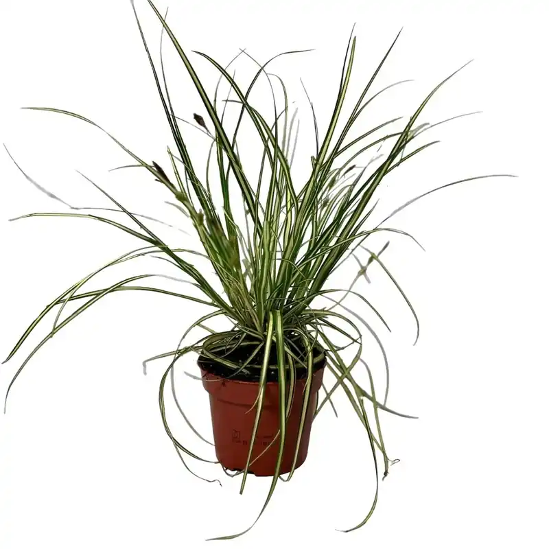 Carex Hachijoensis Evergold vaso Ø 12 cm