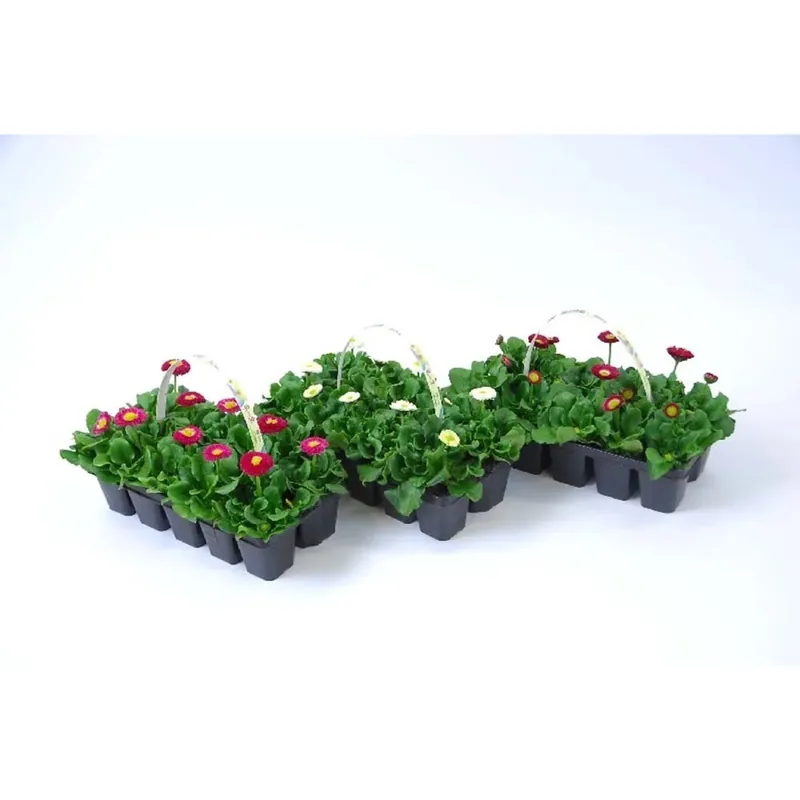 Bellis Clayetta 10 pack mix vaso 1 cm