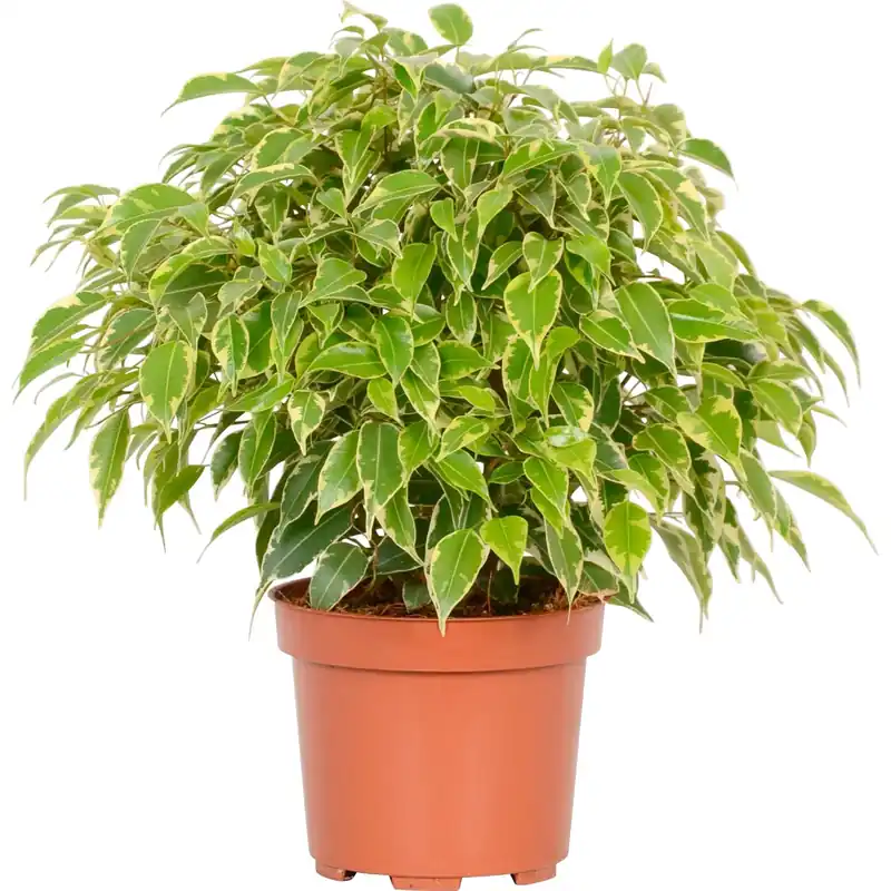 Ficus Benjamina "Kinky" Ø 12 cm