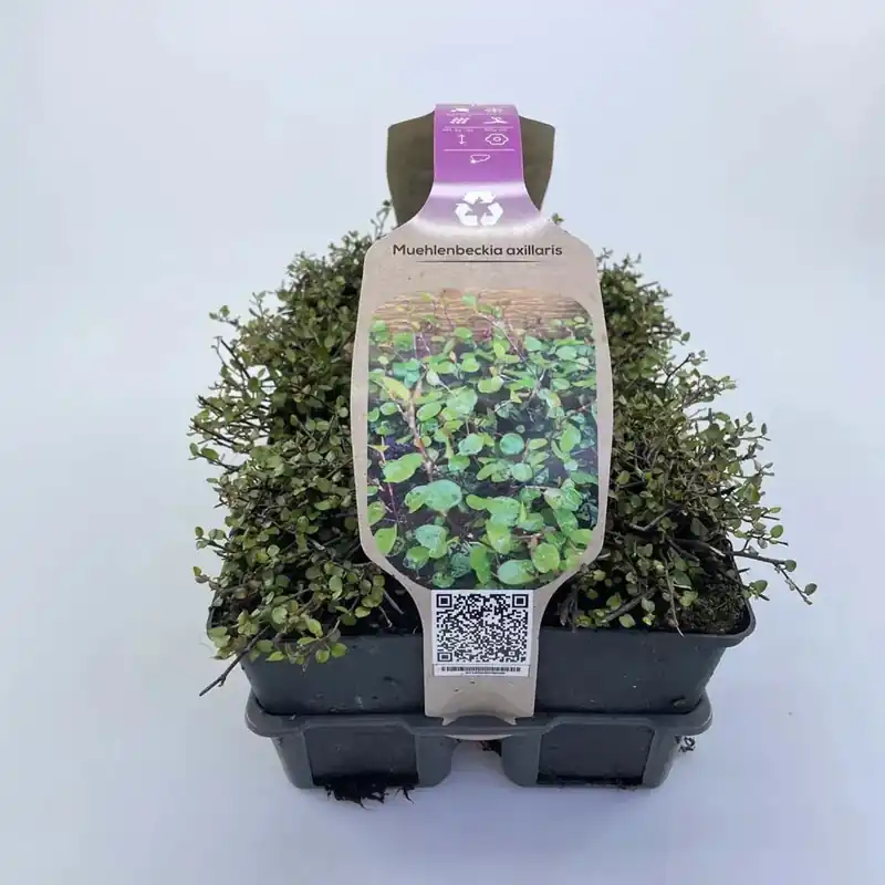 Muehlenbeckia Axuillaris vaso 9 cm