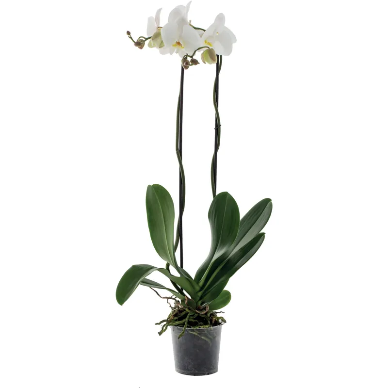 Orchidea Phalaenopsis Grandiflora 2 rami bianco