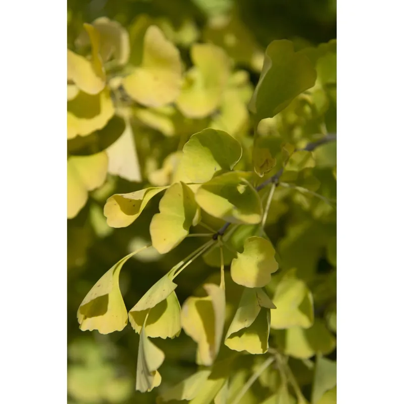 Ginkgo biloba bonsai