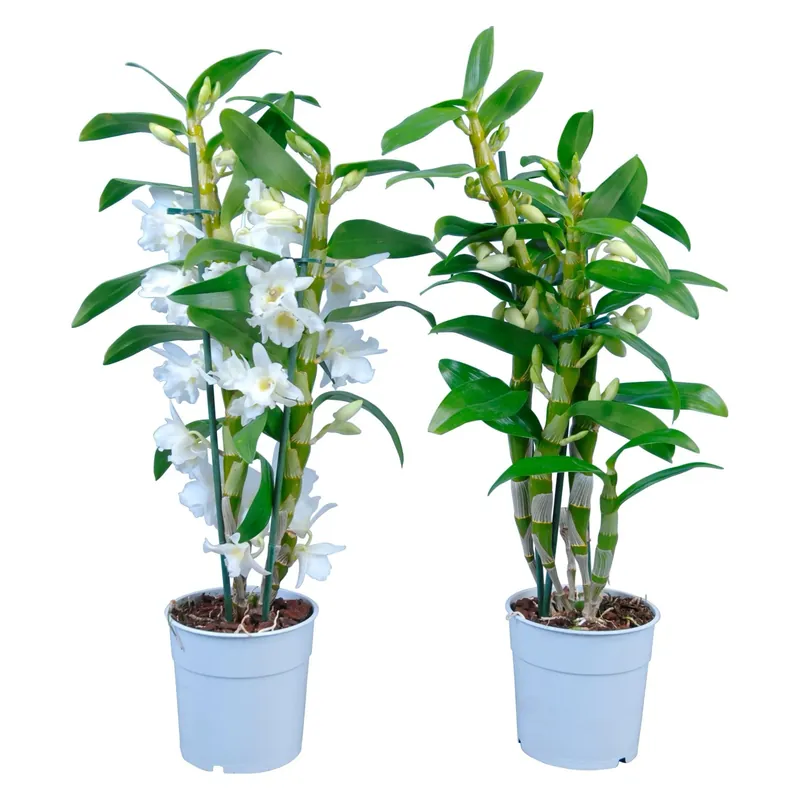 Orchidea Dendrobrium "Star Class" 1 gambo diversi colori