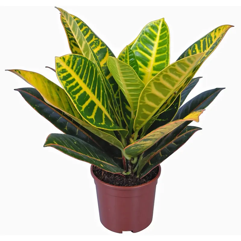 Croton variegato Ø 13 cm