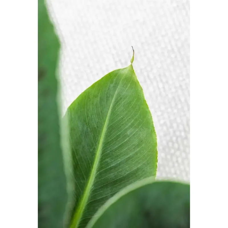 Musa Dwarf Cavendish vaso 28 cm