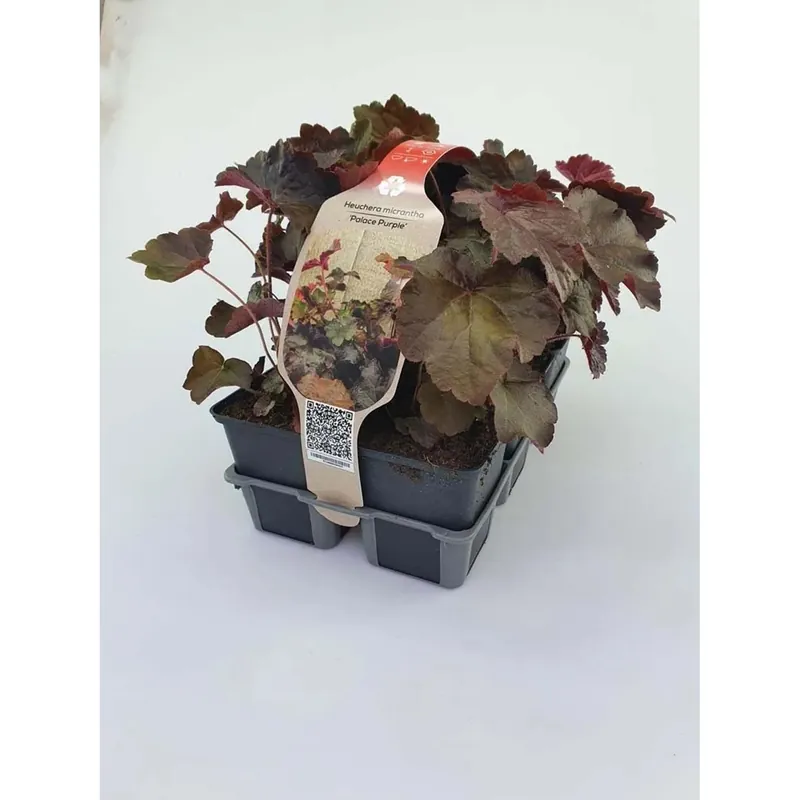 Heuchera Micrantha Palace Purple vaso 9 cm