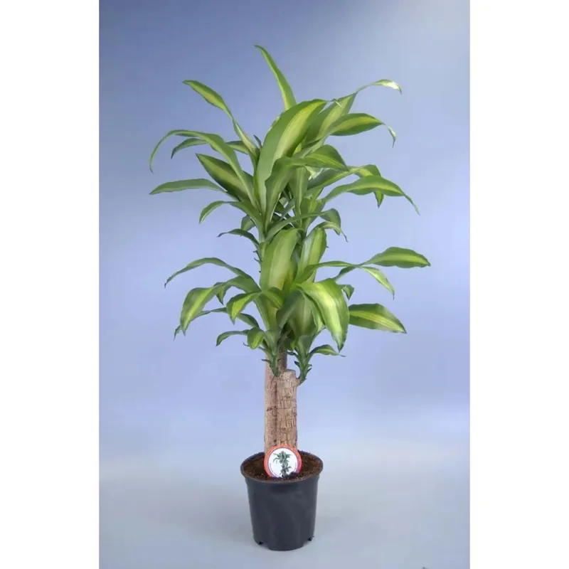 Dracaena Massangean Tronchi vaso 24 cm