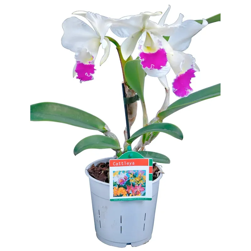 Orchidea Cattleya da interno con vaso Ø 12 cm