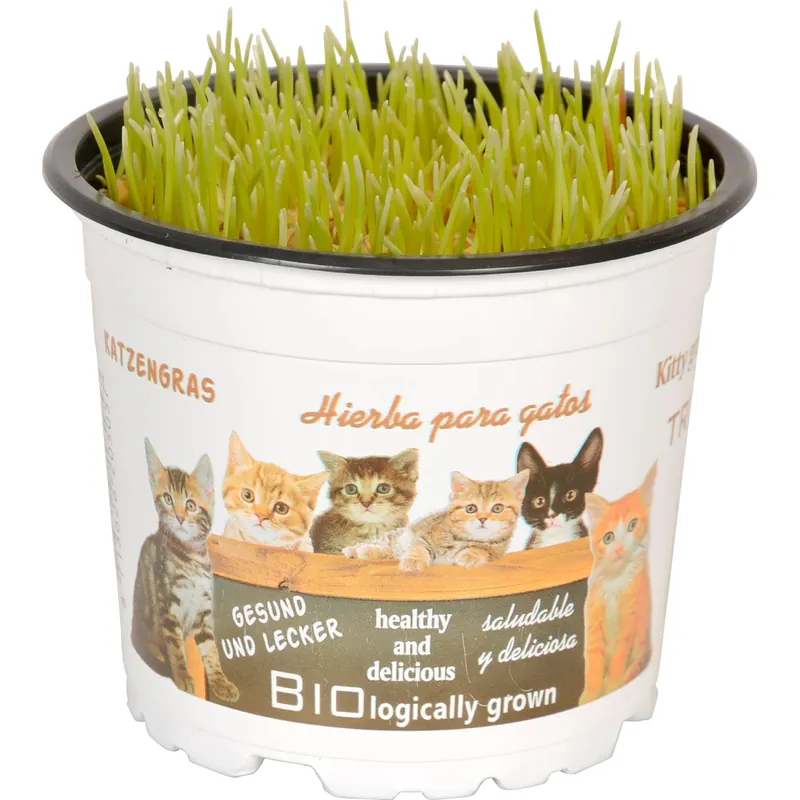 Erba hordeum "erba gatta" Ø 12 cm