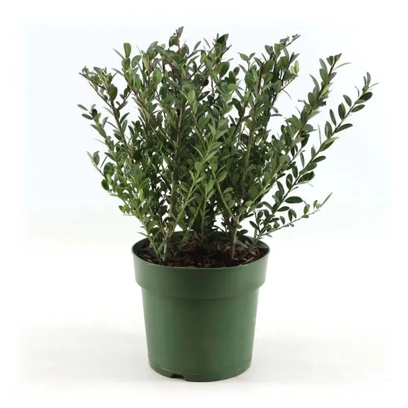 Ilex Crenata vaso 17 cm