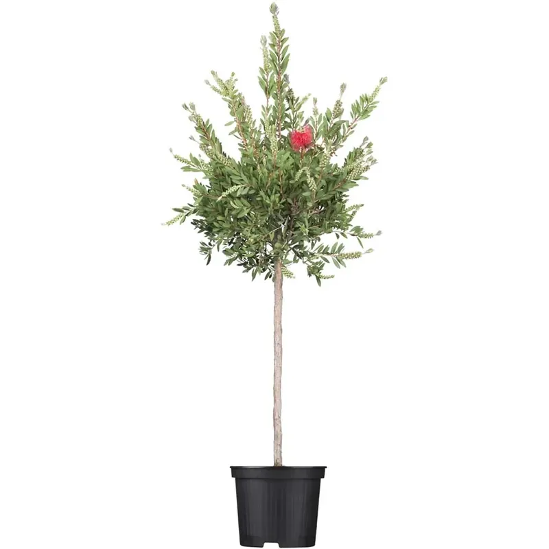 Callistemo Red Star vaso 18 cm