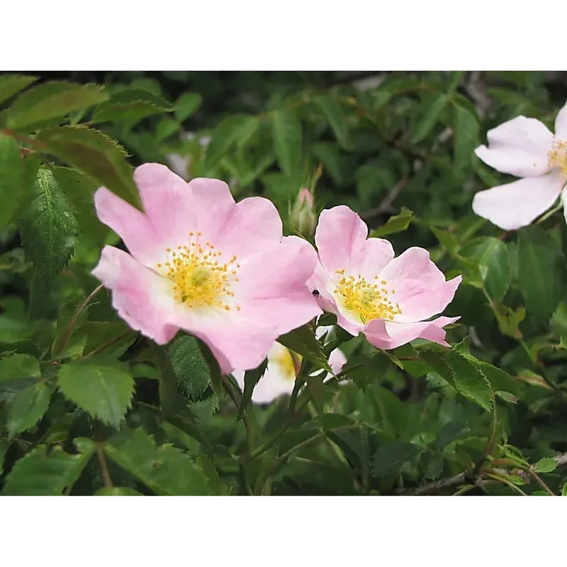 Rosa Canina vaso lt 3