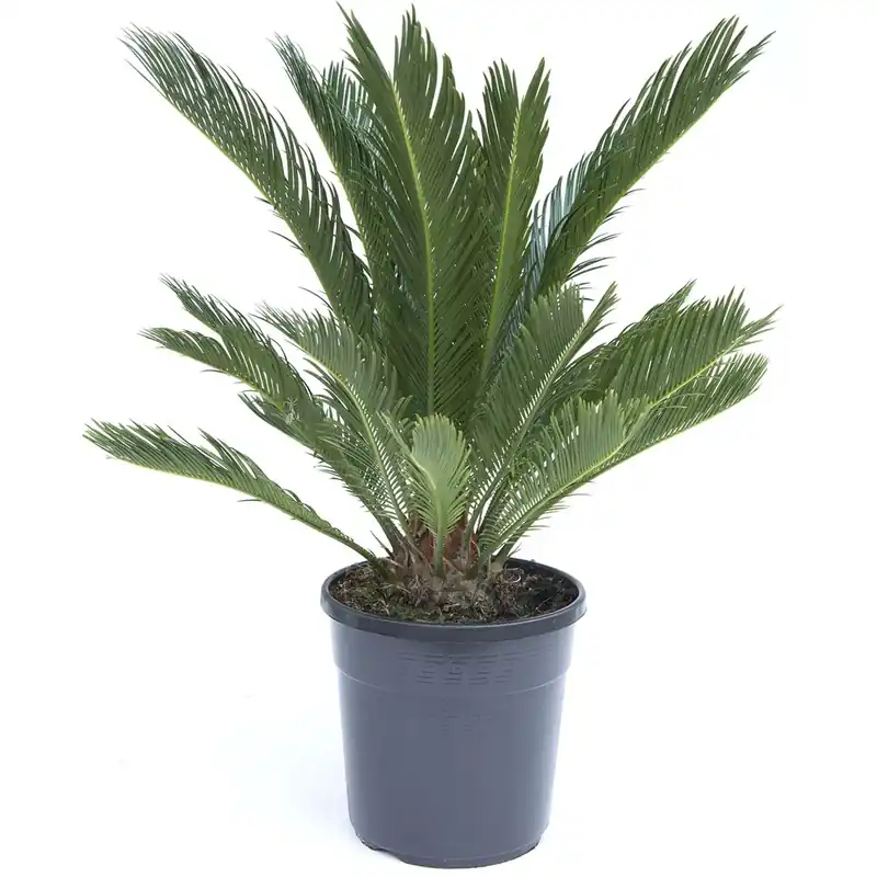 Cycas