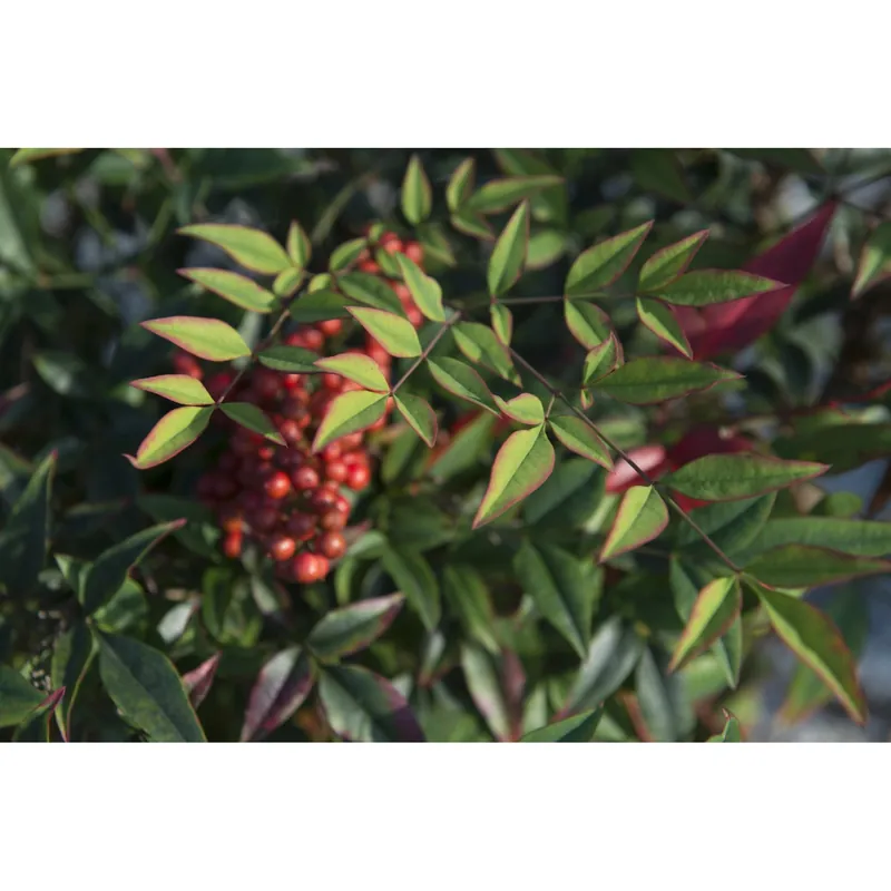 Nandina domestica cespuglio