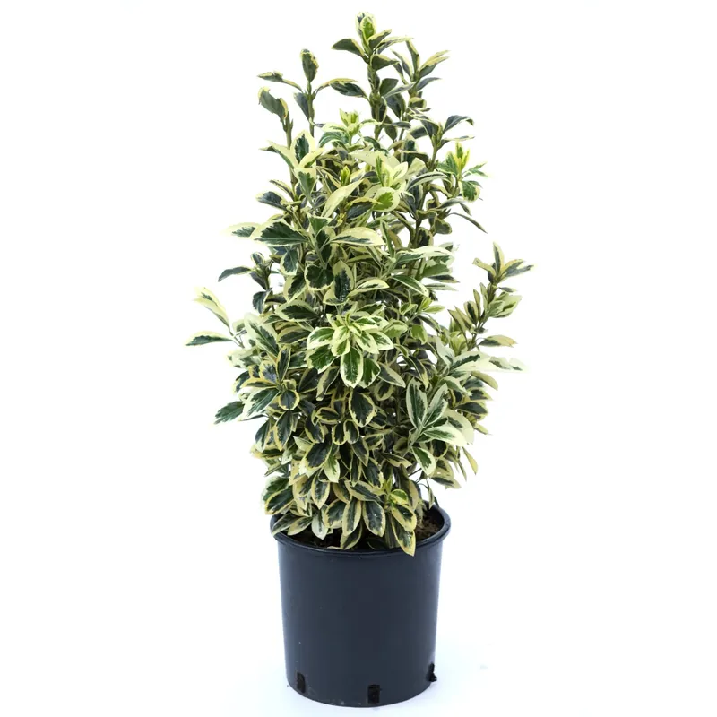 Euonymus japonicus "Bravo" siepi mobili