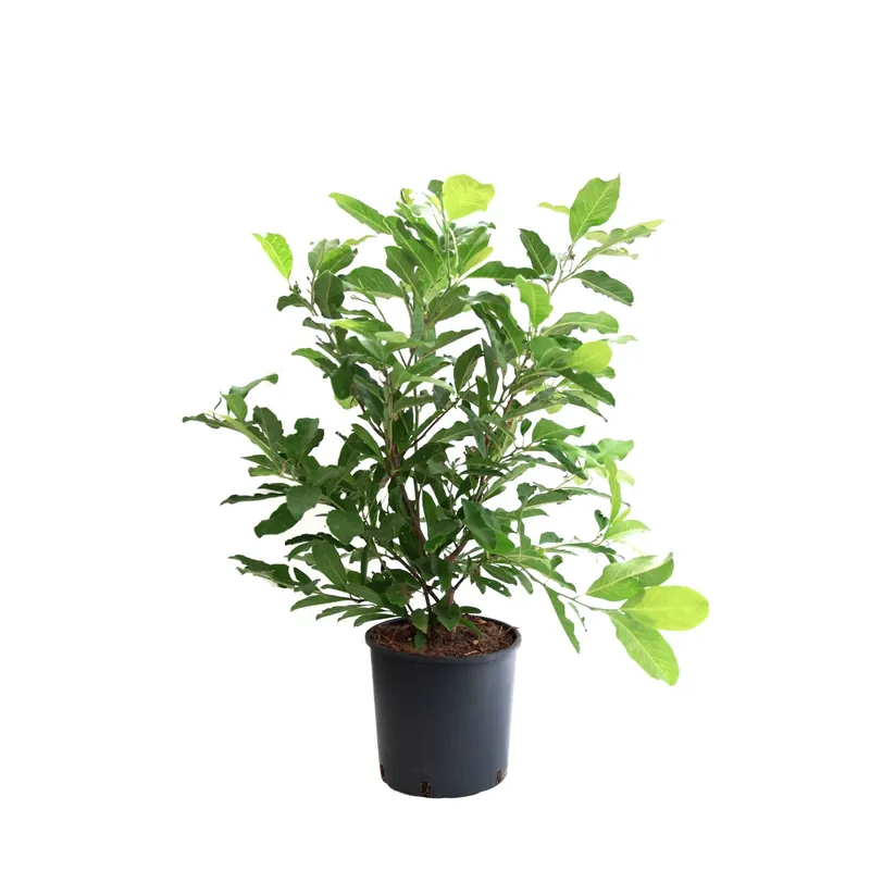 Magnolia stellata